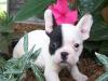 Puppies for sale Austria, Linz French Bulldog