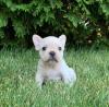 Puppies for sale Kyrgyzstan, Osh French Bulldog