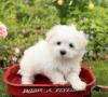Puppies for sale Cyprus, Ayia Napa Maltese