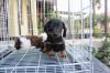 Puppies for sale Austria, Vienna Dachshund