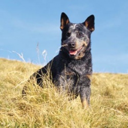 Описание и история породы Австралийская пастушья собака