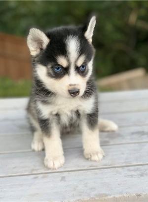 Pomsky puppies for loving homes. 