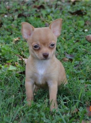Chihuahua puppies for loving homes. 