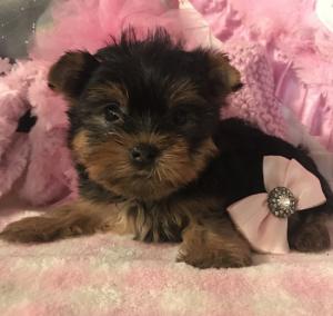 Cute Male and Female Yorkie puppies. 
