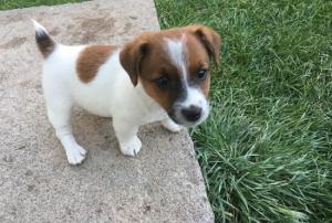 Available Jack Russell Terrier Pups For adoption. 