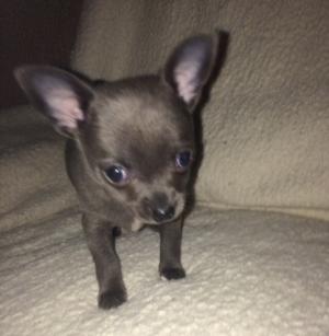 Blue Chihuahua Puppies for sale male and females. 