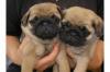 Dog breeders, dog kennels Pug Puppies for re-Homing 