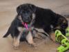 Dog breeders, dog kennels German Shepherd Puppies Available 