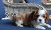 Dog clubs Kings Charles Spaniel for adoption 