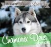 Питомник собак Питомник сибирских хаски Chamonix Deus 