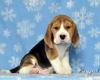 Dog breeders, dog kennels uku-FCI beagle kennel 