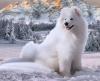 Питомник собак Арктическая сказка Самара