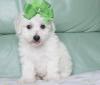 Pet shop male and female Maltese puppies for sale 