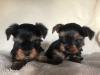 Зоомагазин Miniature Yorkshire Terrier Puppies 150euro 