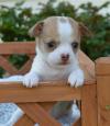 Dog breeders, dog kennels Chihuahua Puppy 