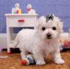 Dog breeders, dog kennels Adorable outstanding Maltese puppies 