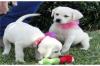 Dog breeders, dog kennels Registered Golden Retriever Puppies 