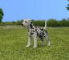 Питомник собак Super Adorable Dalmatian Puppies 