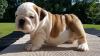 Питомник собак Gorgeous English Bulldog puppies available 