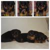 Dog breeders, dog kennels Rottweilers kennel  Vom Komren 