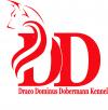 Питомник собак Draco Dominus Dobermann kennel 