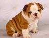 Pet shop Lovely AKC English Bulldog puppies for Adoption 