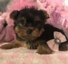 Dog breeders, dog kennels Two Teacup Yorkshire Terrier Puppies Needs a New Family 