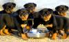 Питомник собак Amazing Rottweiler Puppies Available 