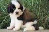 Dog breeders, dog kennels Available Saint Bernard puppies For adoption 