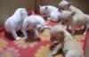 Питомник собак Apple Head Toy Chihuahua puppies 