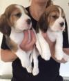 Pet shop Kerry Beagle Puppies... 