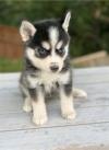 Dog clubs Pomsky puppies for loving homes 