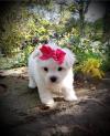Dog clubs Maltese puppies for loving homes 