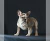 Dog breeders, dog kennels French Bulldog In Perfect Health 