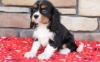 Dog breeders, dog kennels Available Cavalier King Charles Spaniel Pups For adoption 