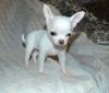 Pet shop Beautiful, Pre-spoiled Chihuahua Puppies.------- 