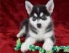 Pet shop Siberian Husky Puppies for adoption 