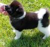 Зоомагазин Available Akita Pups For adoption Adorable Кострома