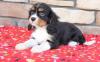 Питомник собак Available Cavalier King Charles Spaniel Pups For adoption 