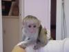Интернет-зоомагазин Male and female Capuchin monkeys Московская область