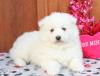 Pet shop Samoyed Puppies available 