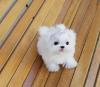 Зоомагазин Available Pomeranian Pups For adoption Никосии
