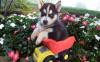 Зоомагазин Available Siberian Husky Pups For adoption Ларнака