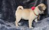 Интернет-зоомагазин Available Pug Pups For adoption Adorable Киев