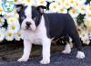 Dog breeders, dog kennels Boston Terrier puppies available 