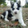 Pet shop Blue eyes Siberian Husky Puppies For Sale contact perezjohnson338@gmail.com  158euro each 