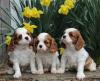 Dog breeders, dog kennels Cavalier King Charles spaniel Puppies 