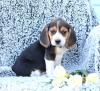 Dog breeders, dog kennels Beagle Tri-color Puppies for adoption 