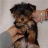 Shelter for dogs Beautiful Teacup Yorkie Pups for Sale 