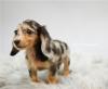 Pet shop Mini-Dachshund Puppies Available 